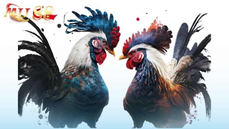 lưu ý đá gà kubet