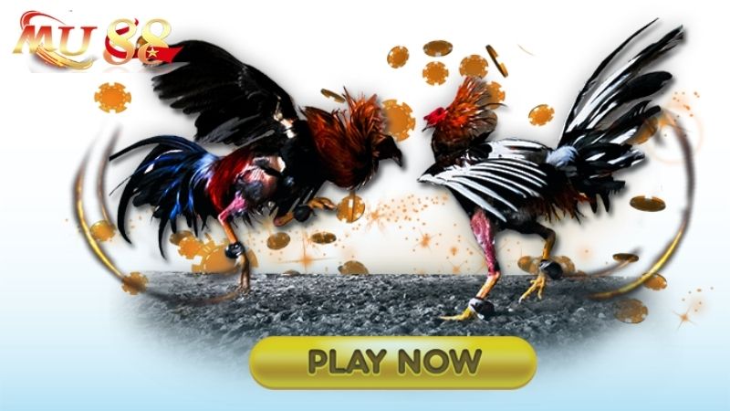 thế mạnh đá gà kubet